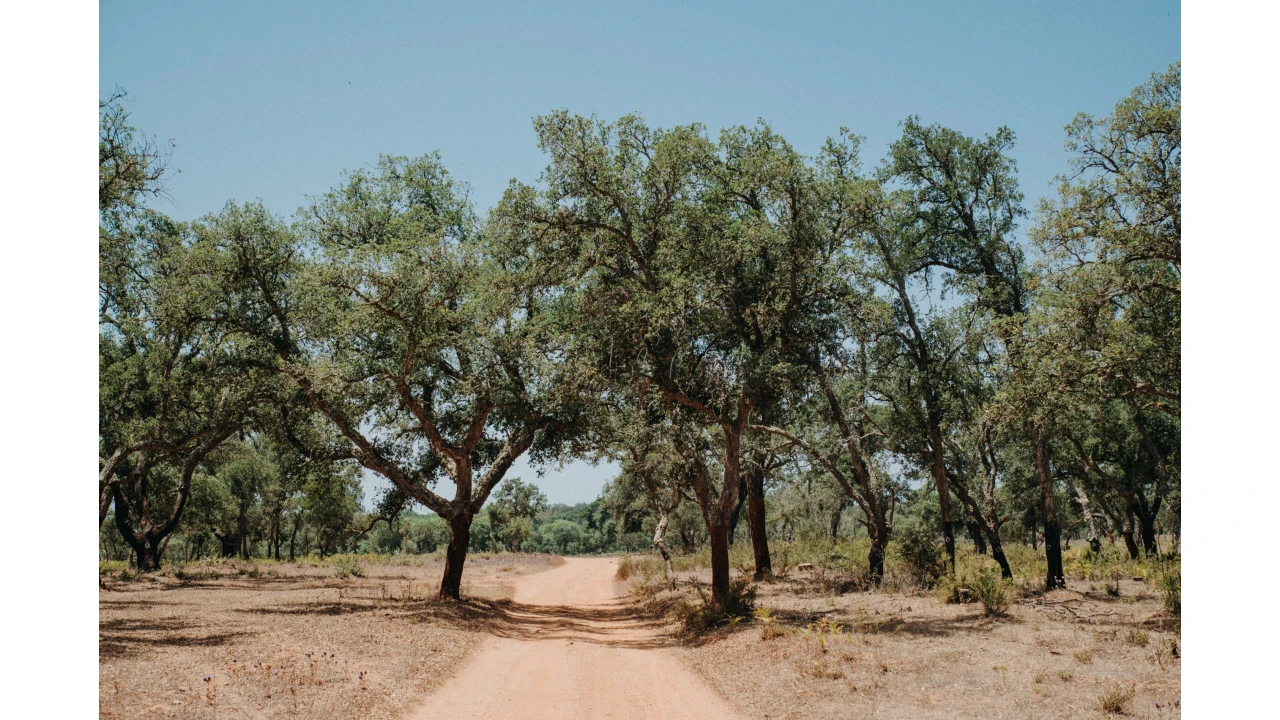 Moradia T3 para Venda em Cercal Foto 31