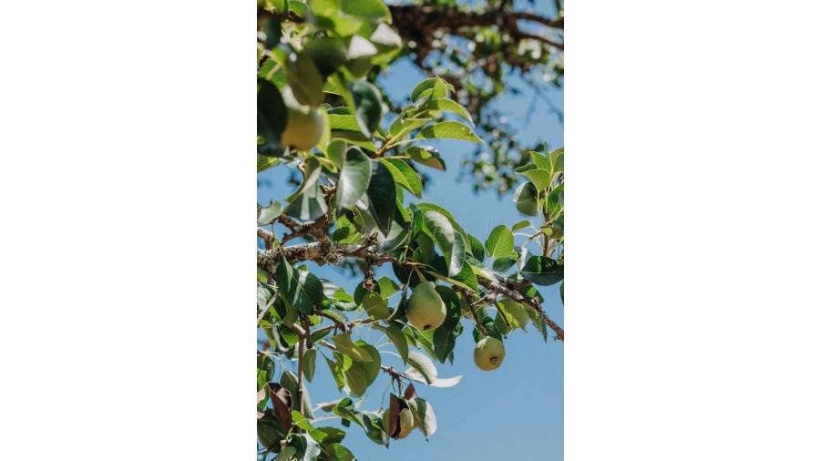 Moradia T3 para Venda em Cercal Foto 24