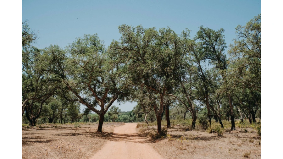 Moradia T3 para Venda em Cercal Foto 31