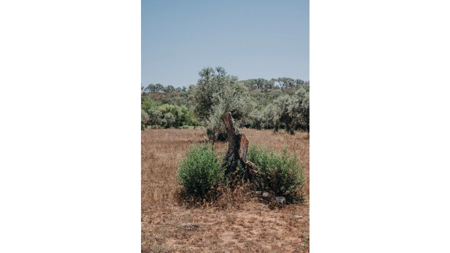 Moradia T3 para Venda em Cercal Foto 21