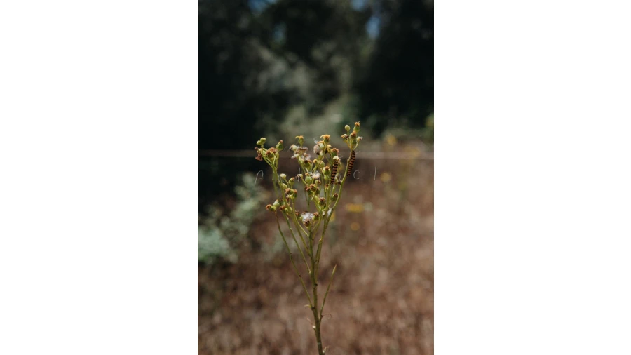 Moradia T3 para Venda em Cercal Foto 27