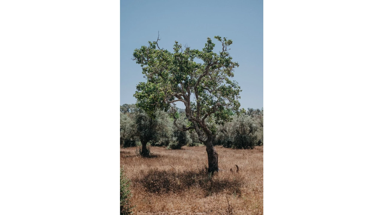 Moradia T3 para Venda em Cercal Foto 22