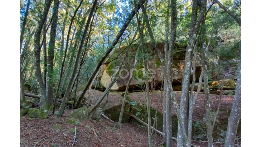 Terreno para Venda em Oliveira do Hospital e São Paio de Gramaços Foto 13
