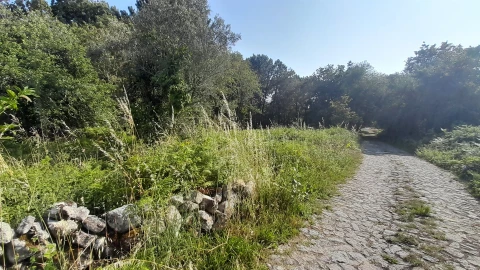 Terreno para Venda em Afife