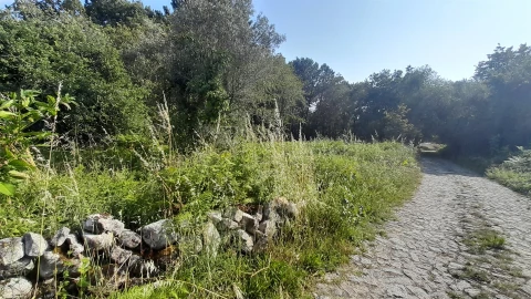 Terreno para Venda em Afife
