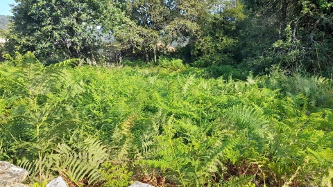 Terreno para Venda em Afife
