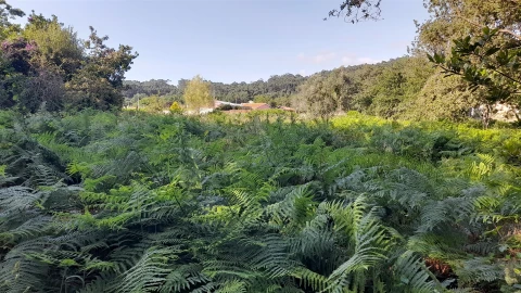 Terreno para Venda em Afife