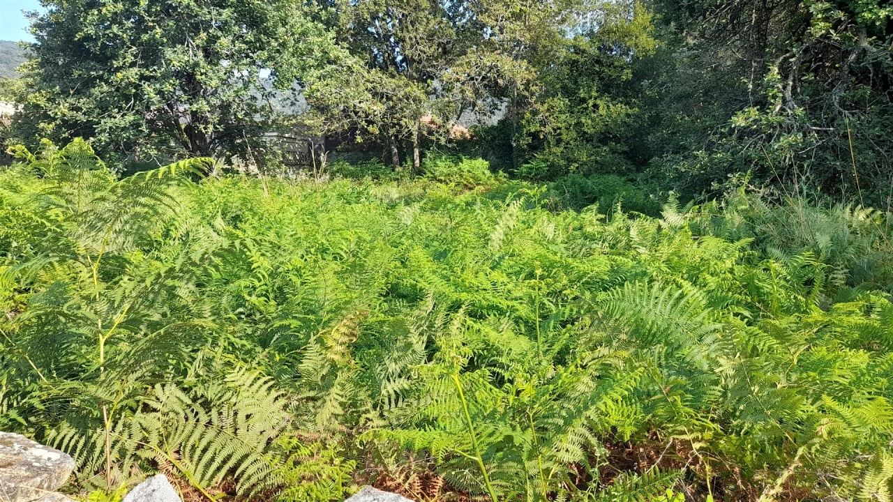 Terreno para Venda em Afife Foto 11