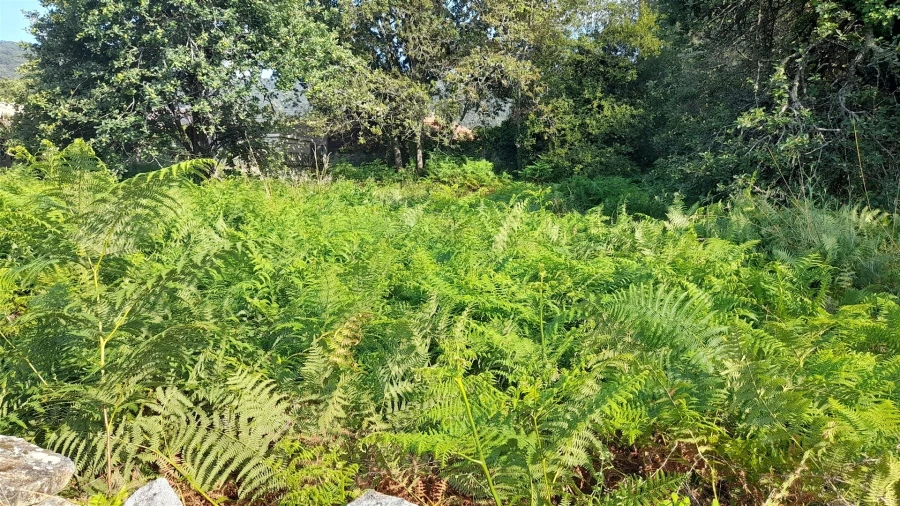 Terreno para Venda em Afife Foto 11