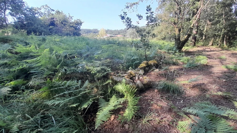 Terreno para Venda em Afife Foto 7