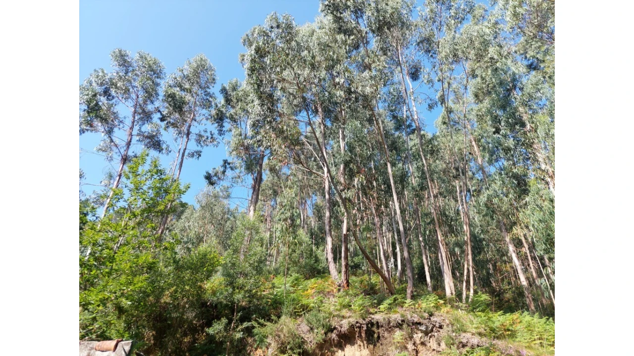 Terreno para Venda em Rio Caldo Foto 8