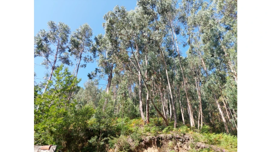Terreno para Venda em Rio Caldo Foto 8