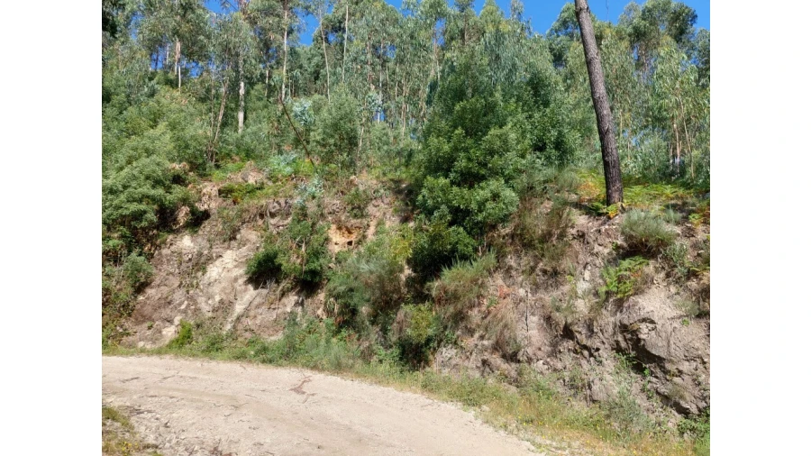 Terreno para Venda em Rio Caldo Foto 9