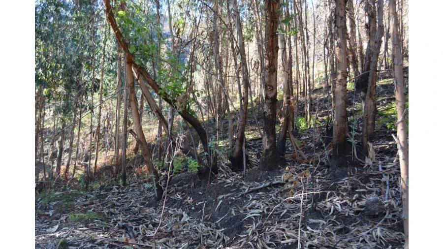 Terreno para Venda em Rio Caldo