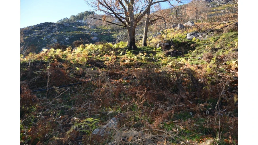 Terreno para Venda em Rio Caldo Foto 4