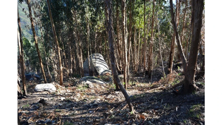 Terreno para Venda em Rio Caldo Foto 2