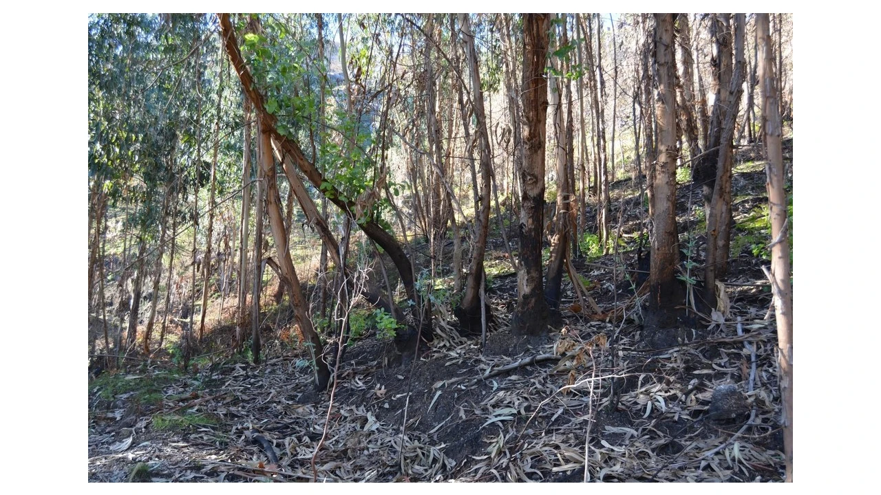 Terreno para Venda em Rio Caldo Foto 1