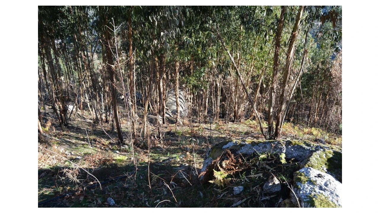 Terreno para Venda em Rio Caldo Foto 5