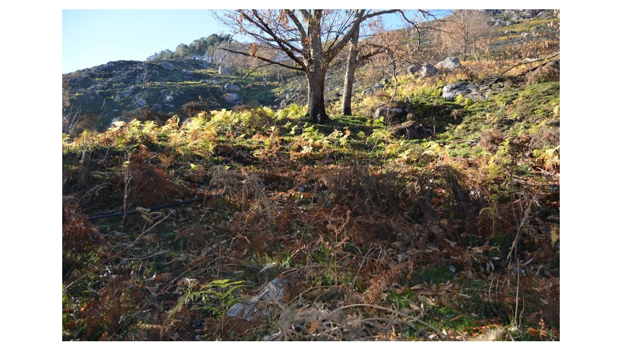 Terreno para Venda em Rio Caldo Foto 4