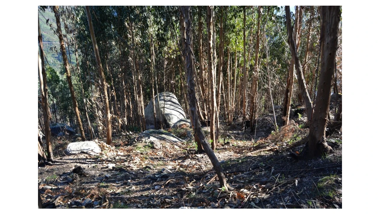 Terreno para Venda em Rio Caldo Foto 2