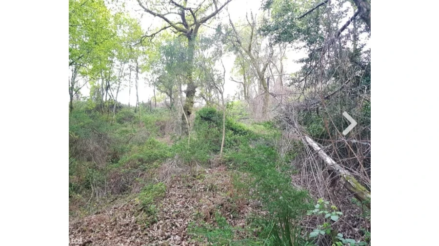 Quinta para Venda em Escariz (São Mamede) e Escariz (São Martinho) Foto 8