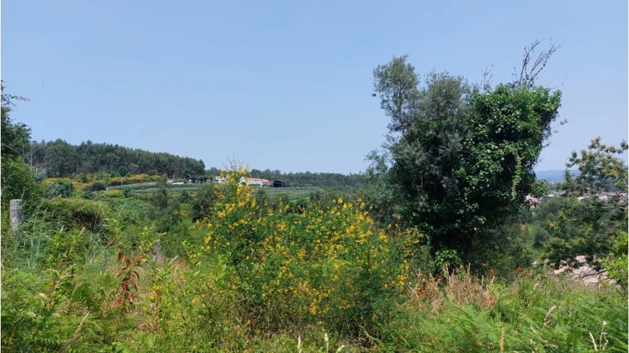 Quinta para Venda em Escariz (São Mamede) e Escariz (São Martinho) Foto 5