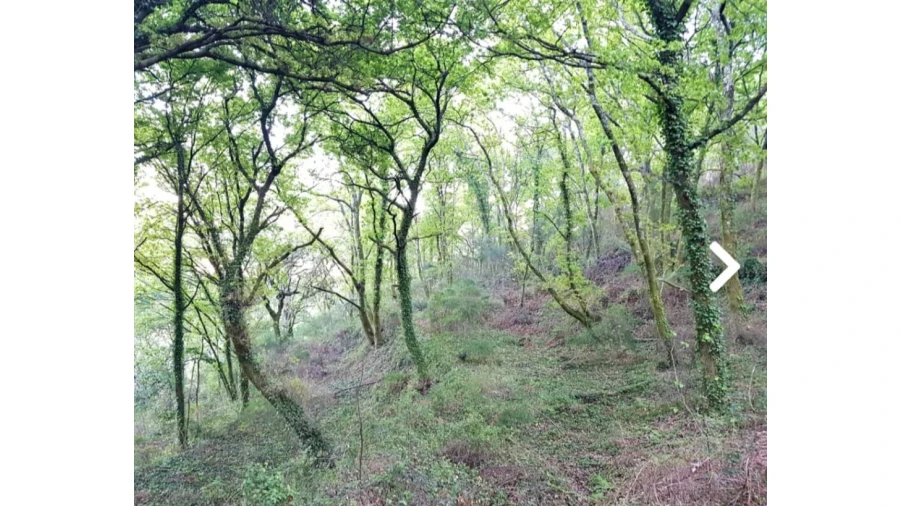 Quinta para Venda em Escariz (São Mamede) e Escariz (São Martinho) Foto 11