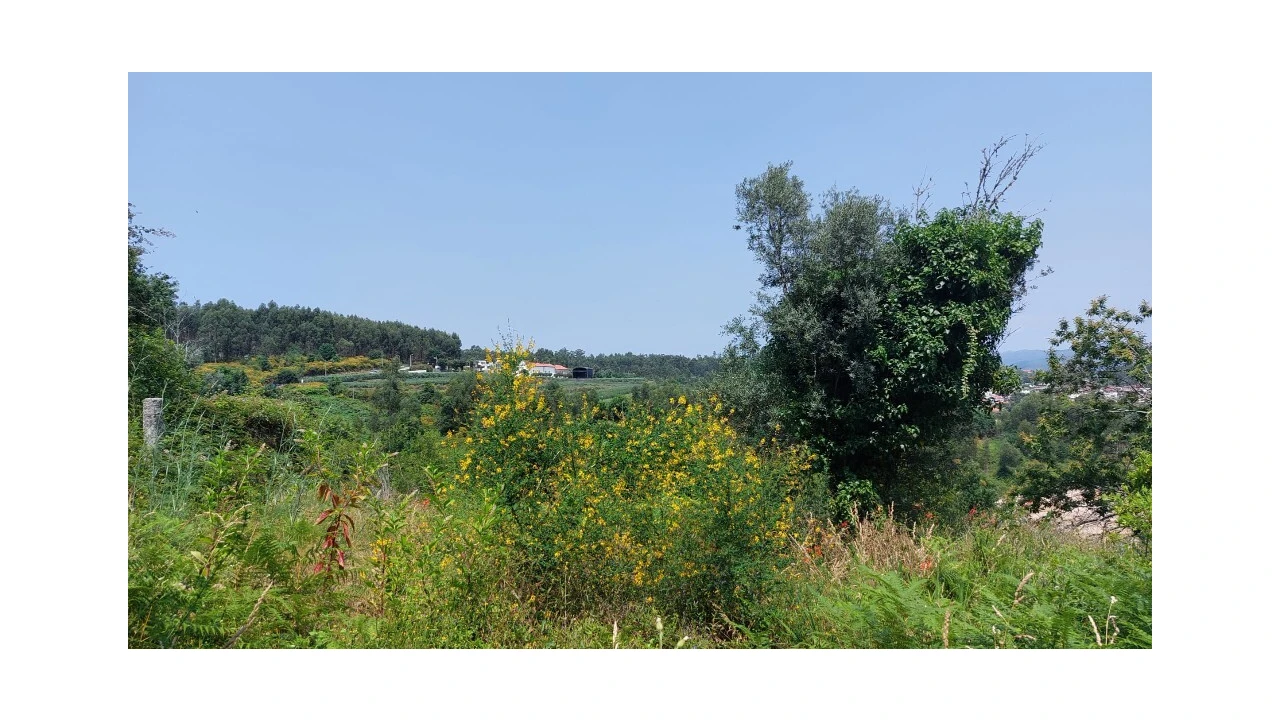 Quinta para Venda em Escariz (São Mamede) e Escariz (São Martinho) Foto 5