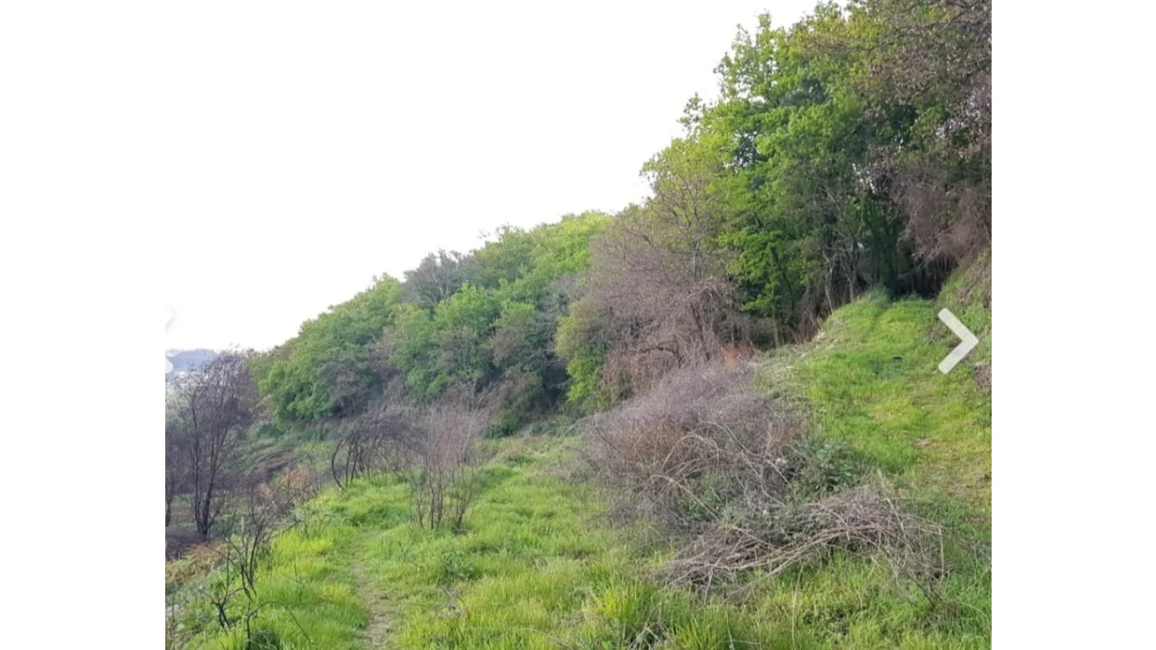 Quinta para Venda em Escariz (São Mamede) e Escariz (São Martinho) Foto 13