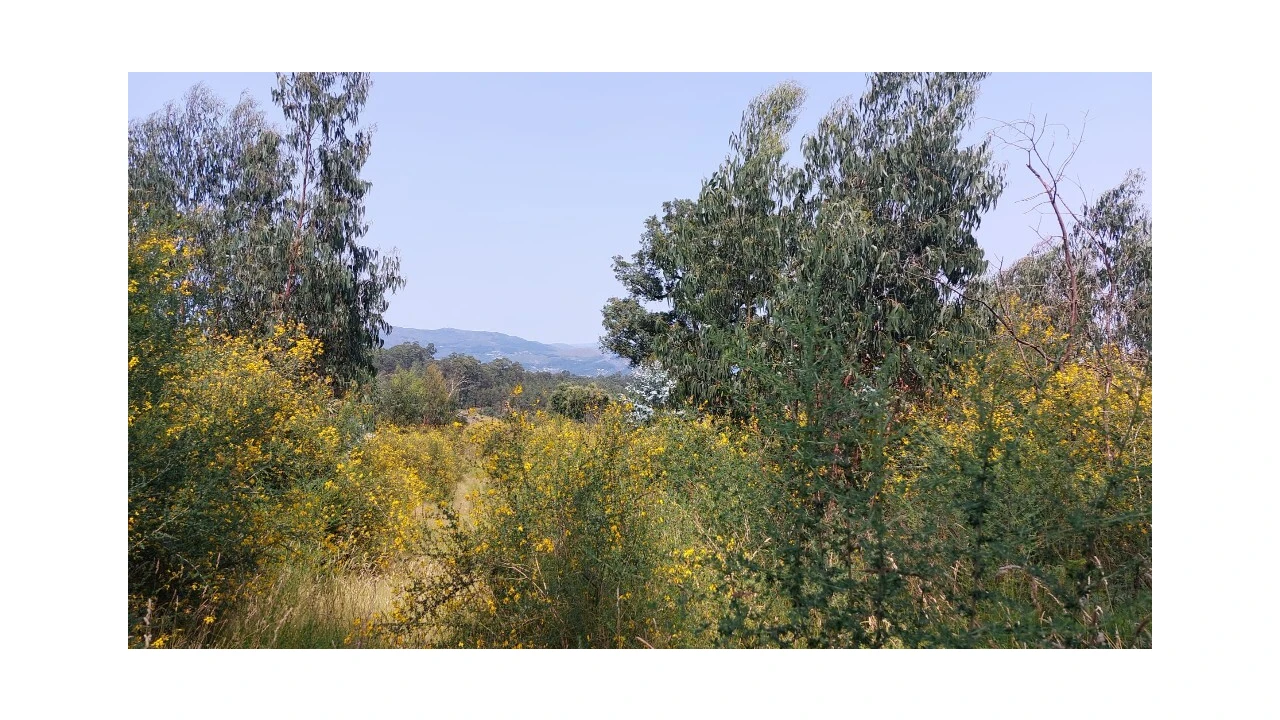 Quinta para Venda em Escariz (São Mamede) e Escariz (São Martinho) Foto 3