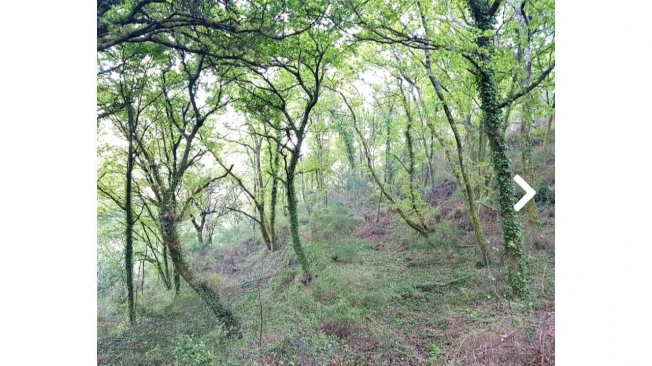Quinta para Venda em Escariz (São Mamede) e Escariz (São Martinho) Foto 11