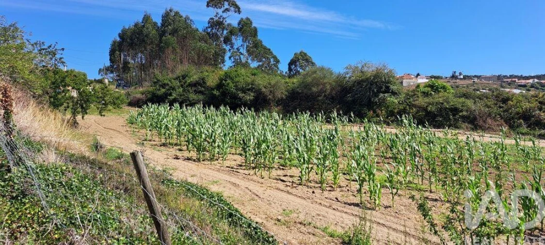Terreno para Venda em Maxial e Monte Redondo Foto 14