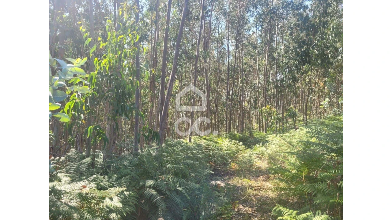 Terreno para Venda em Oliveira, São Paio e São Sebastião Foto 1