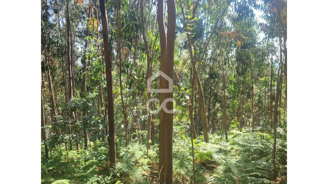Terreno para Venda em Oliveira, São Paio e São Sebastião Foto 2