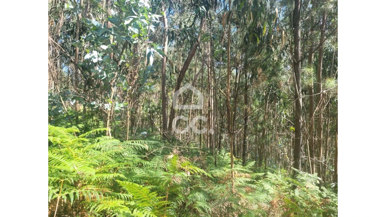 Terreno para Venda em Oliveira, São Paio e São Sebastião Foto 3