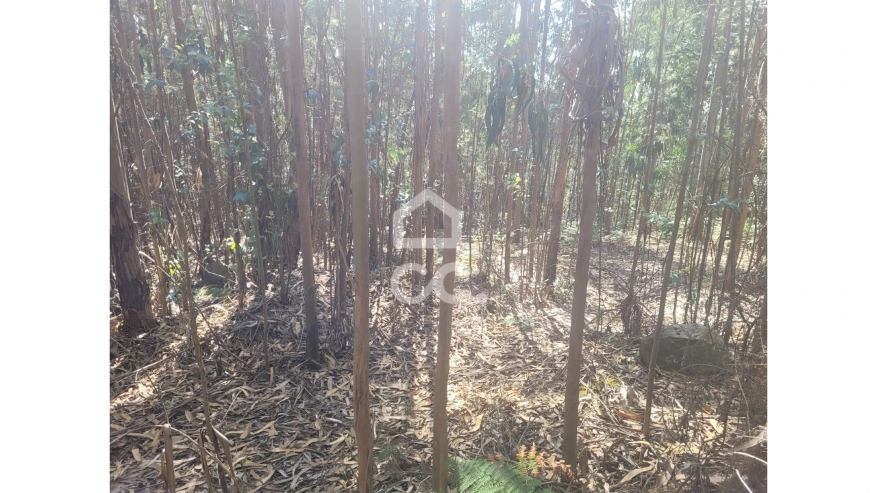 Terreno para Venda em Oliveira, São Paio e São Sebastião Foto 5