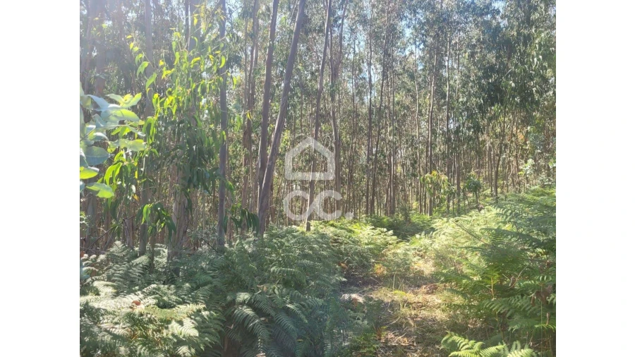 Terreno para Venda em Oliveira, São Paio e São Sebastião