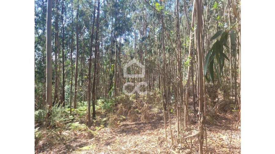 Terreno para Venda em Oliveira, São Paio e São Sebastião Foto 4