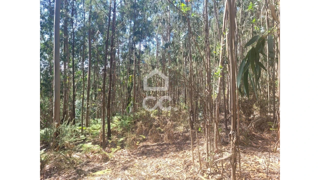 Terreno para Venda em Oliveira, São Paio e São Sebastião Foto 4