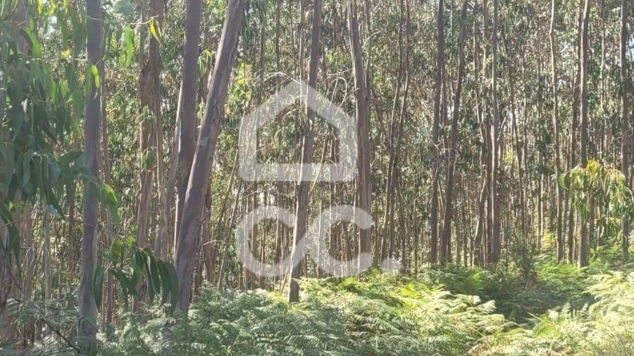 Terreno para Venda em Oliveira, São Paio e São Sebastião