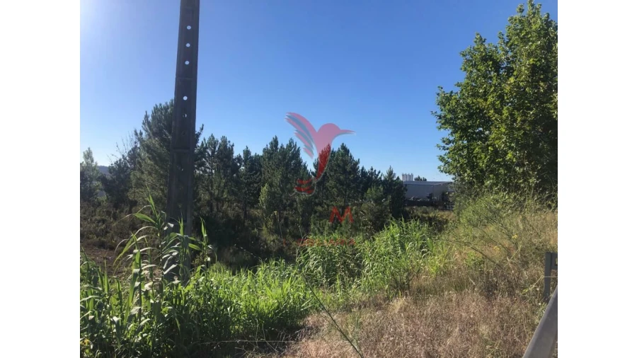 Terreno para Venda em Pelariga Foto 8