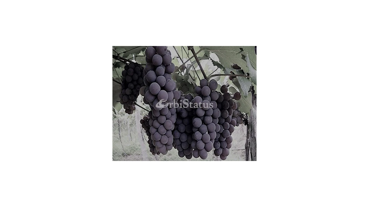 Terreno para Venda em Torrão Foto 2