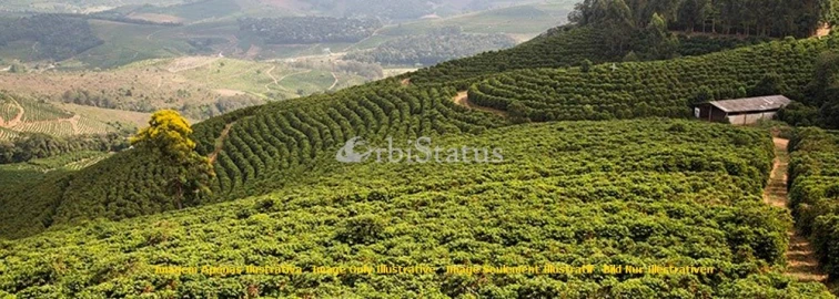 Quinta para Venda em Reguengos de Monsaraz