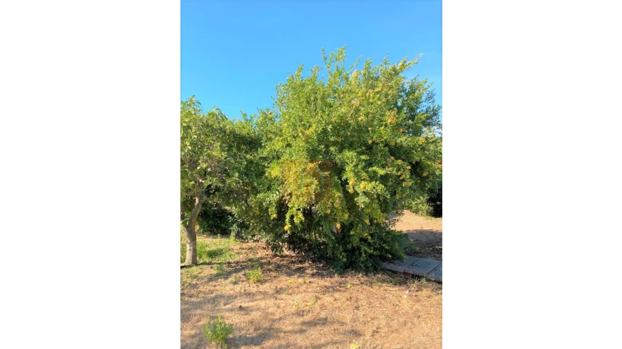 Terreno Misto para Venda em São Francisco Foto 29