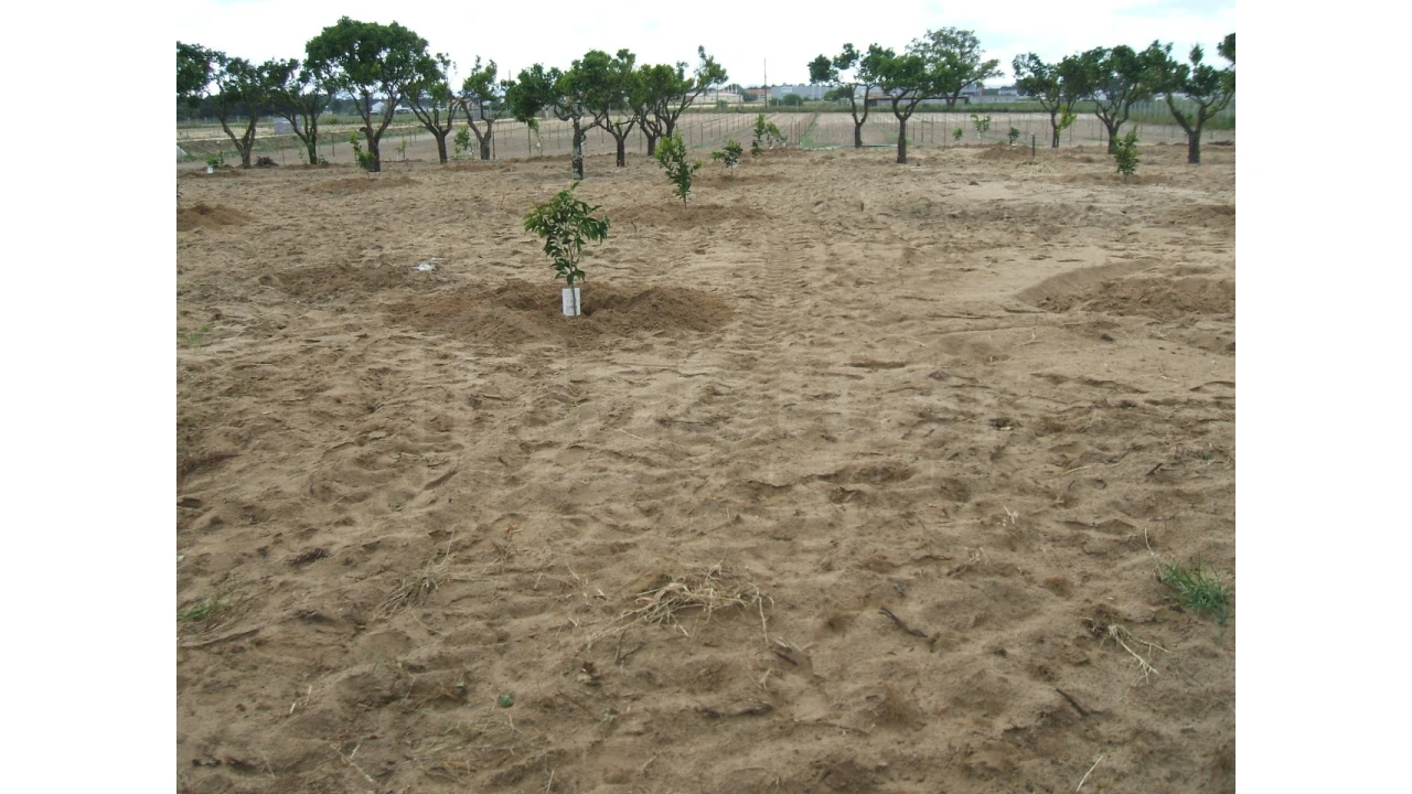 Quinta para Venda em Benavente Foto 10