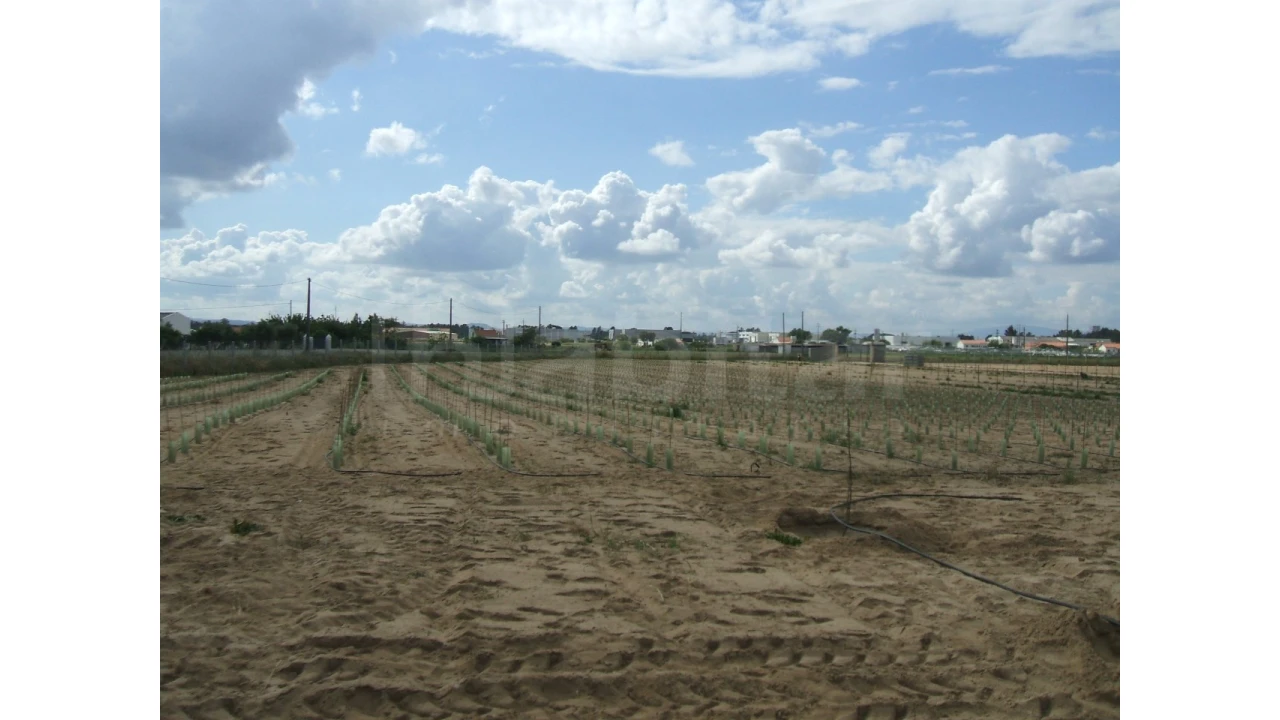 Quinta para Venda em Benavente Foto 14