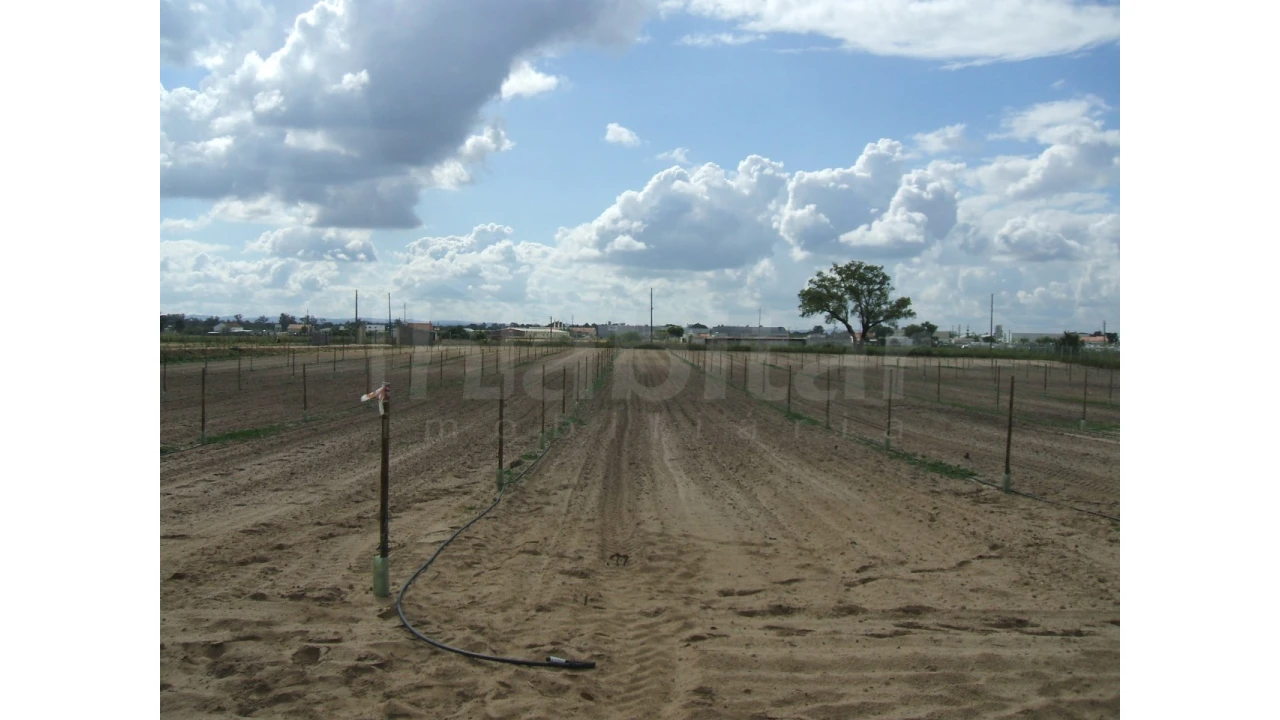 Quinta para Venda em Benavente Foto 17