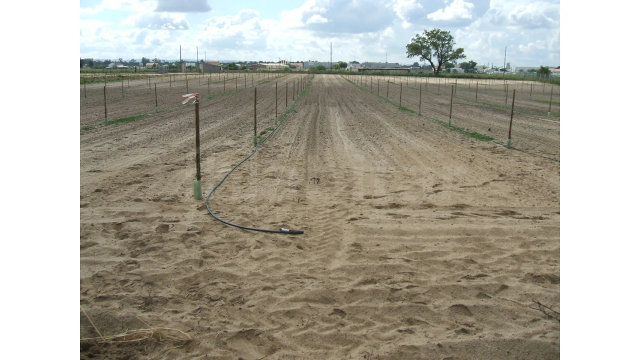 Quinta para Venda em Benavente Foto 18