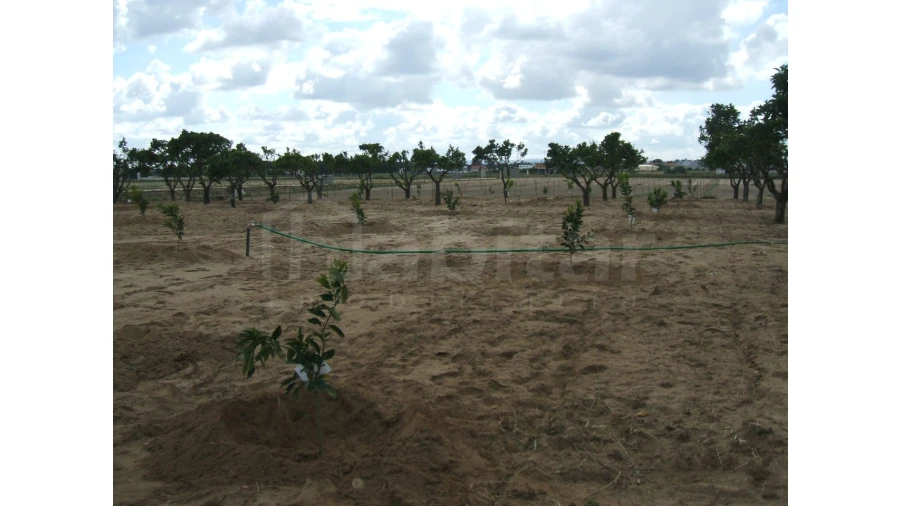 Quinta para Venda em Benavente Foto 9