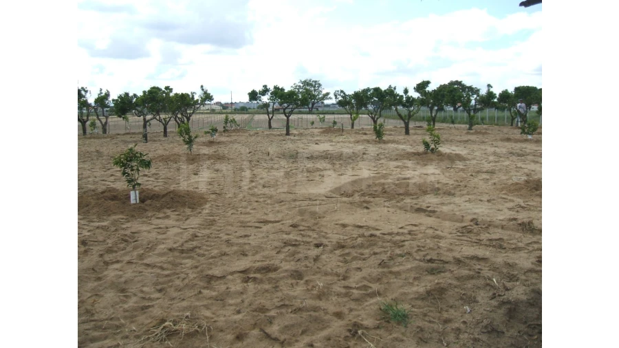 Quinta para Venda em Benavente Foto 11